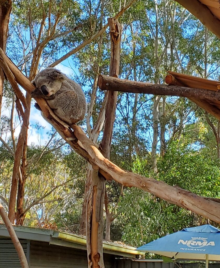 Port Macquarie Koala Hospital